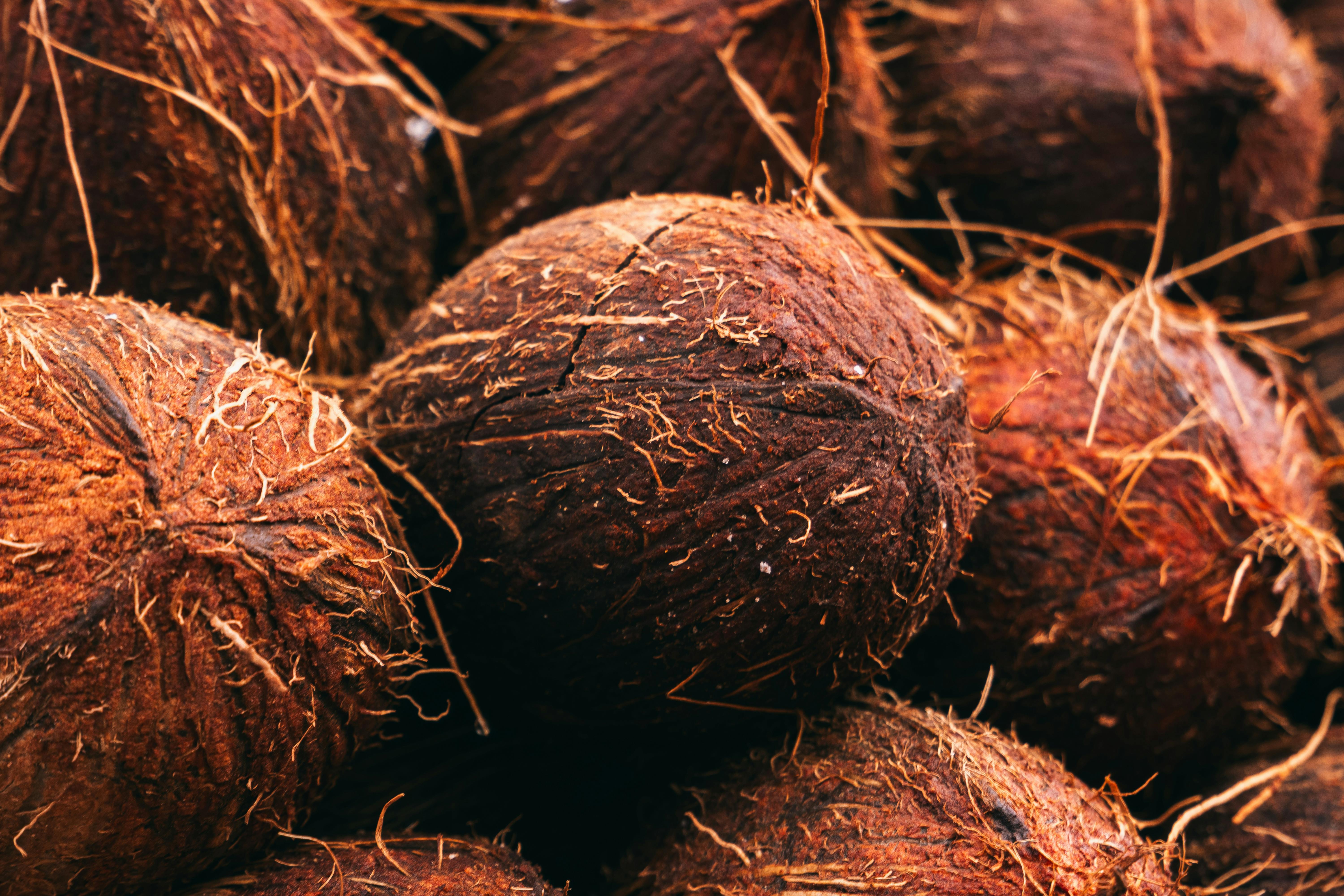 Sri Lanka port export